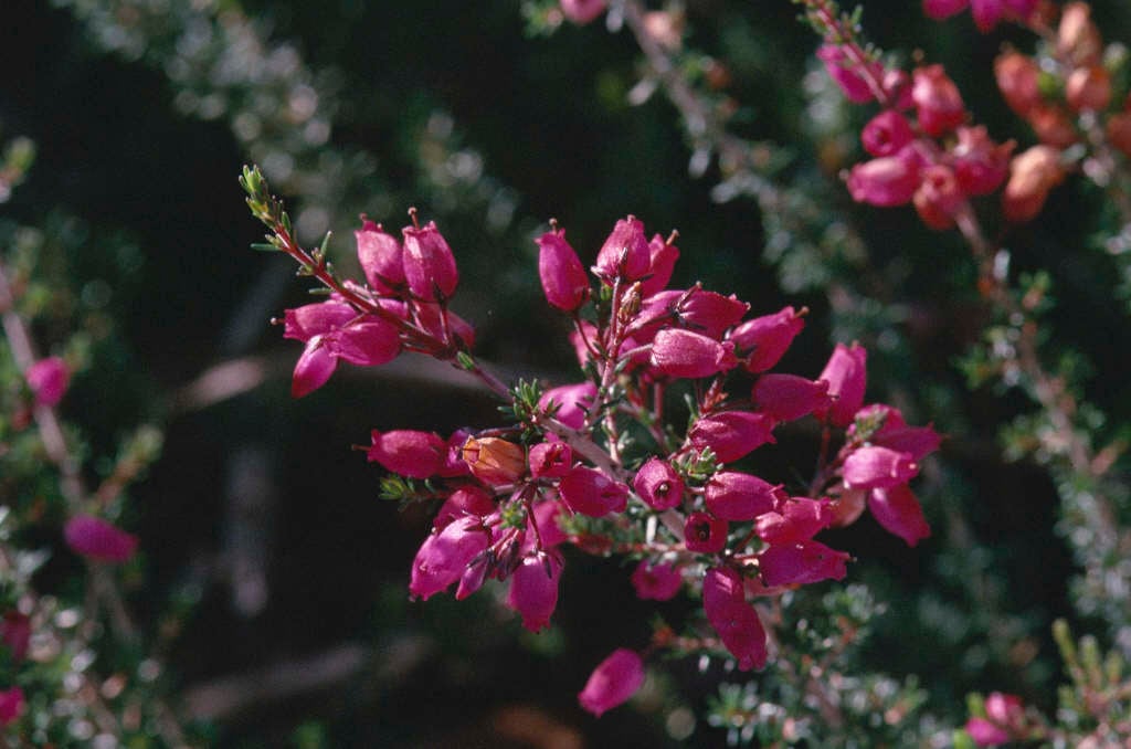 bell heather 'Knap Hill Pink'
