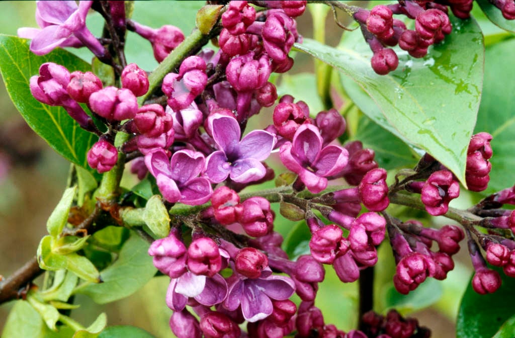 lilac 'Andenken an Ludwig Späth'