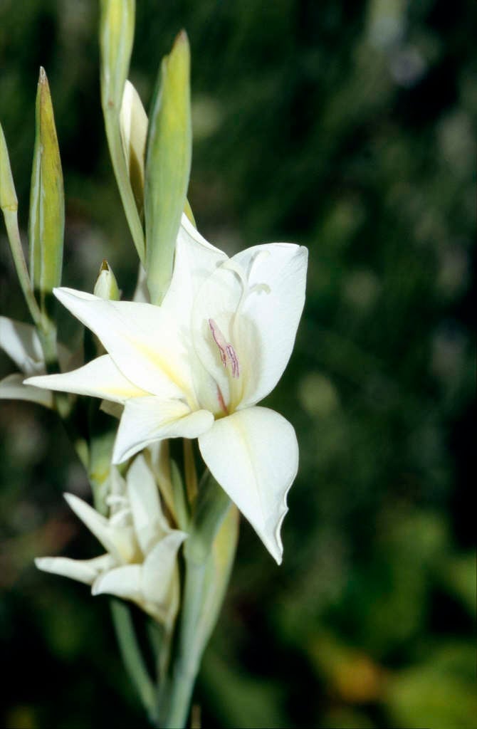 sword lily 'The Bride'