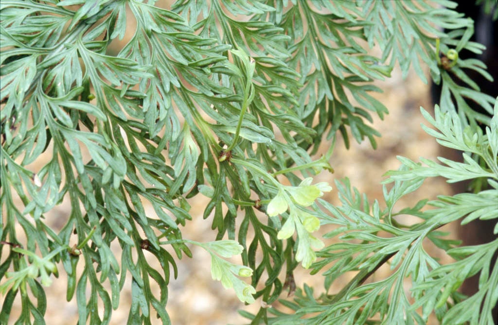 hen and chickens fern