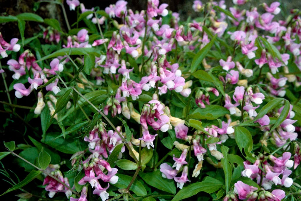 spring pea 'Alboroseus'