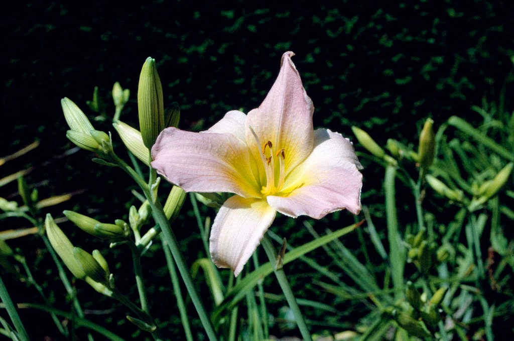 daylily 'Catherine Woodbery'