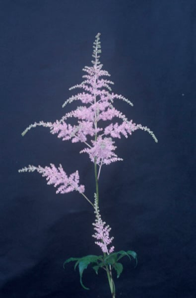 astilbe 'Bressingham Beauty'