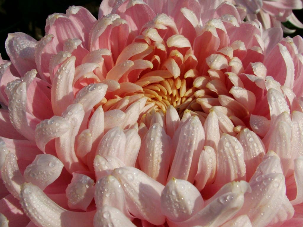 chrysanthemum 'Allouise'