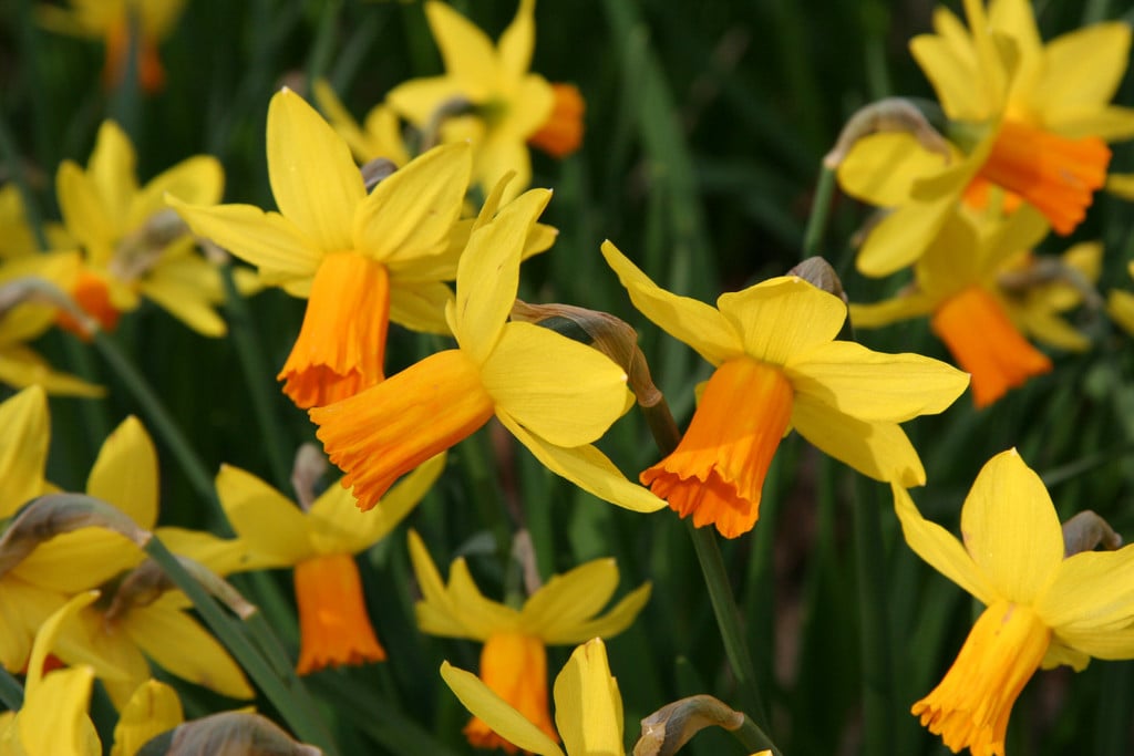 daffodil 'Jetfire'