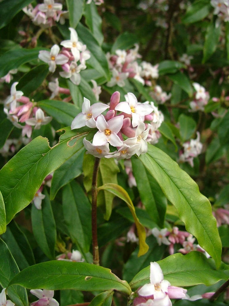 daphne 'Jacqueline Postill'