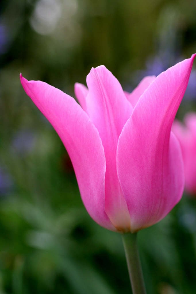 tulip 'China Pink'