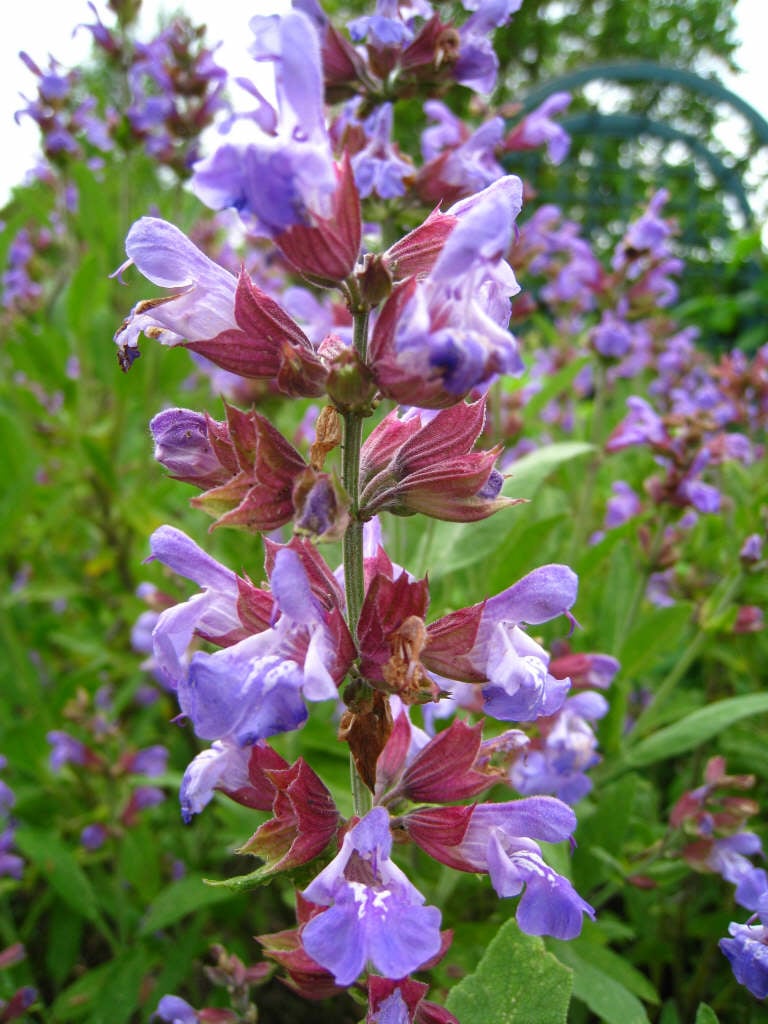 common sage