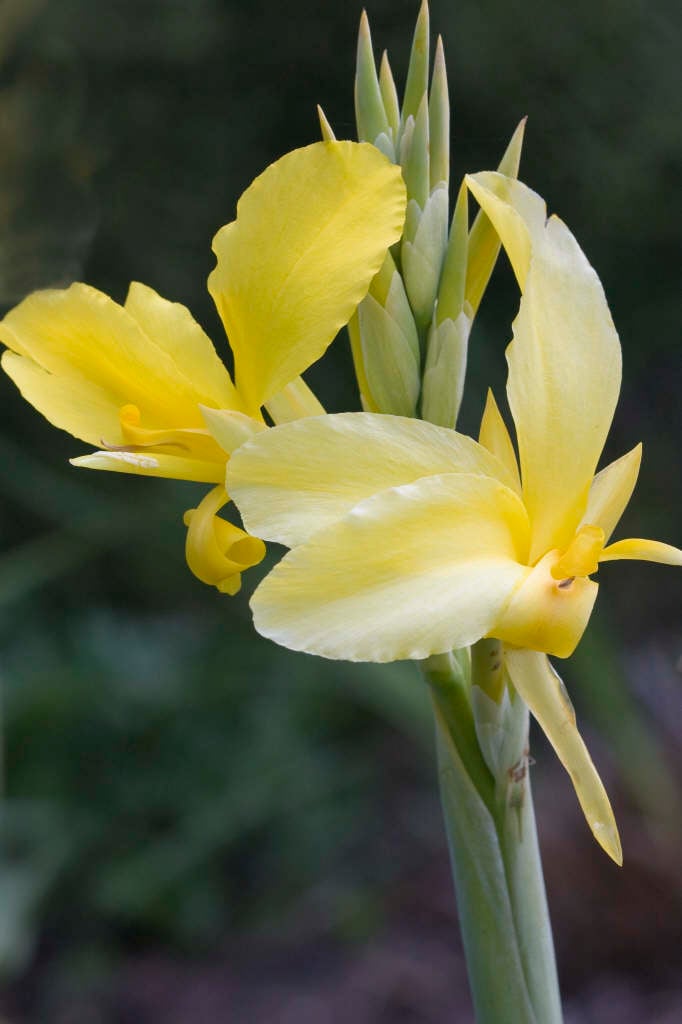 water canna 'Ra'