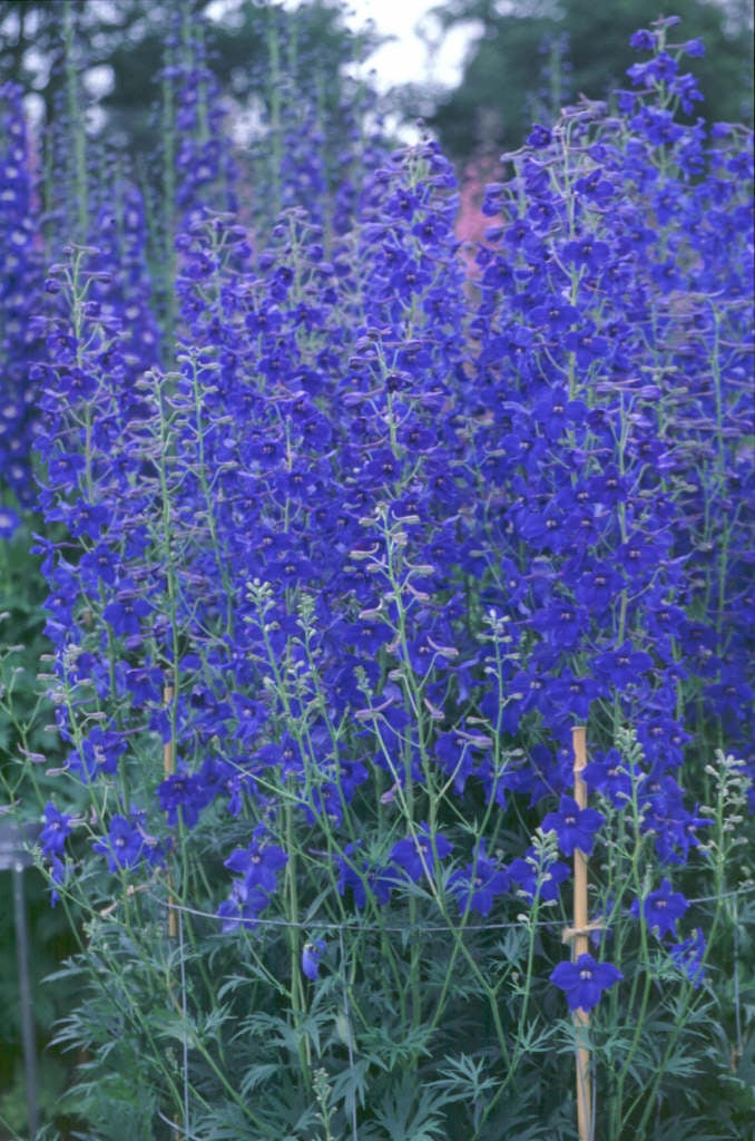 delphinium 'Völkerfrieden'