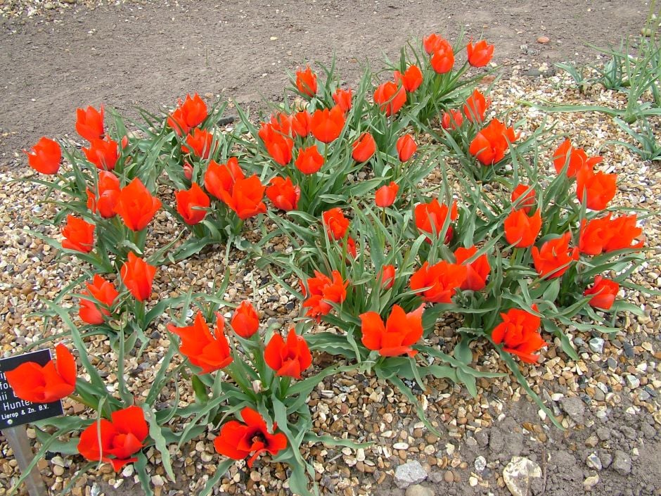tulip 'Red Hunter'