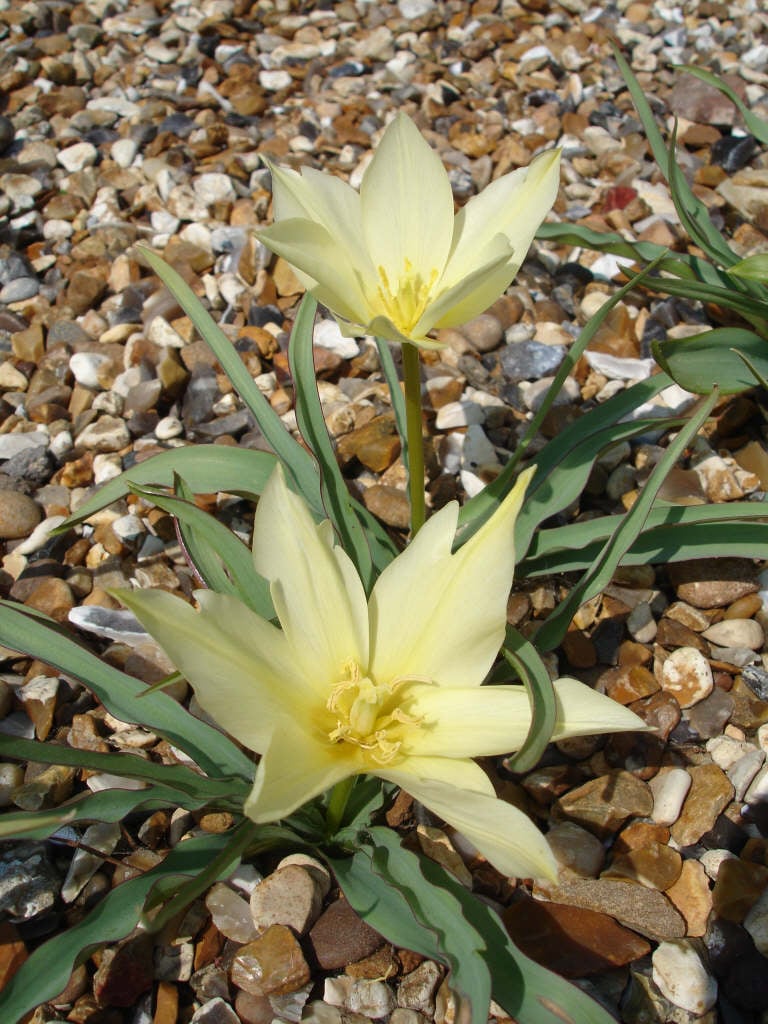 tulip Batalinii Group