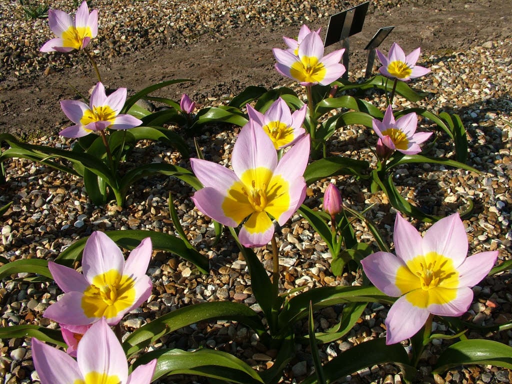 Candia tulip 'Lilac Wonder'