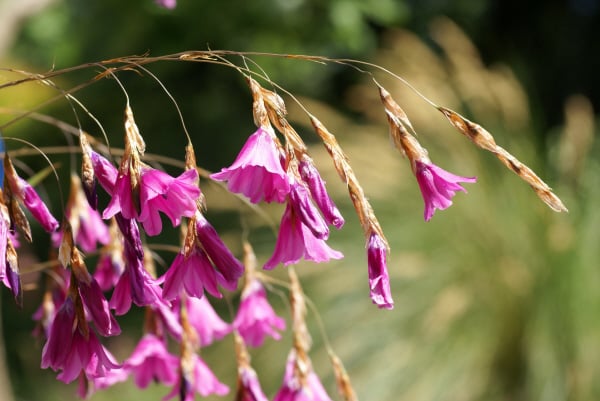 ambiguous angel's fishing rod