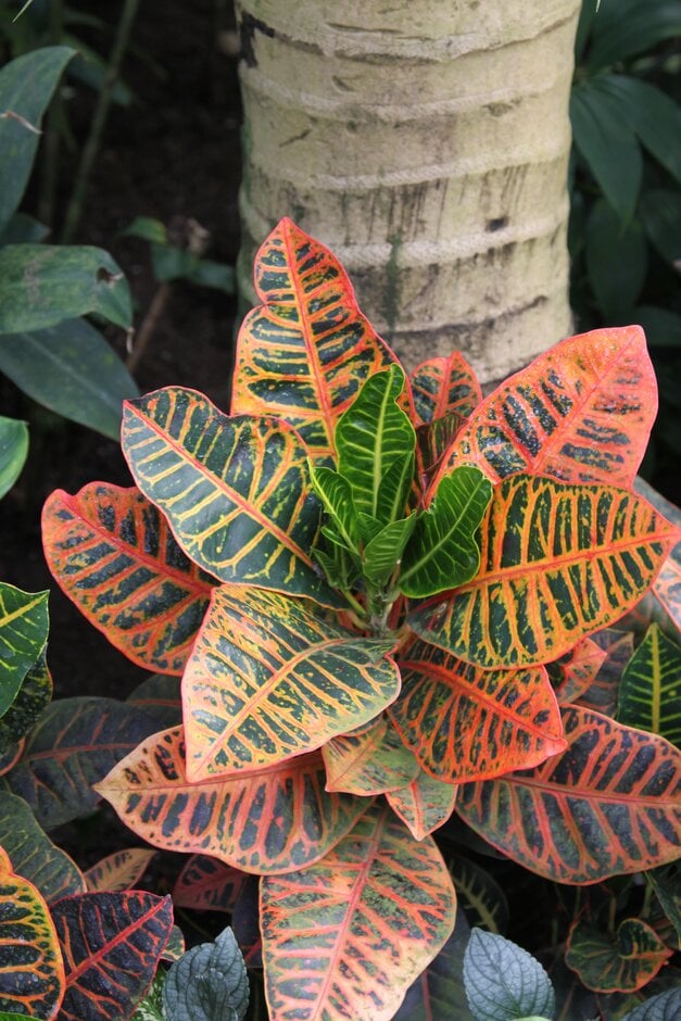 garden croton 'Petra'