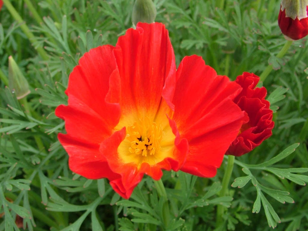 California poppy 'Dali'