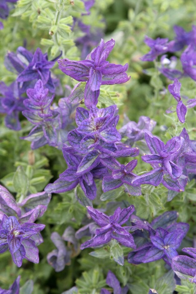 painted sage 'Blue Denim'