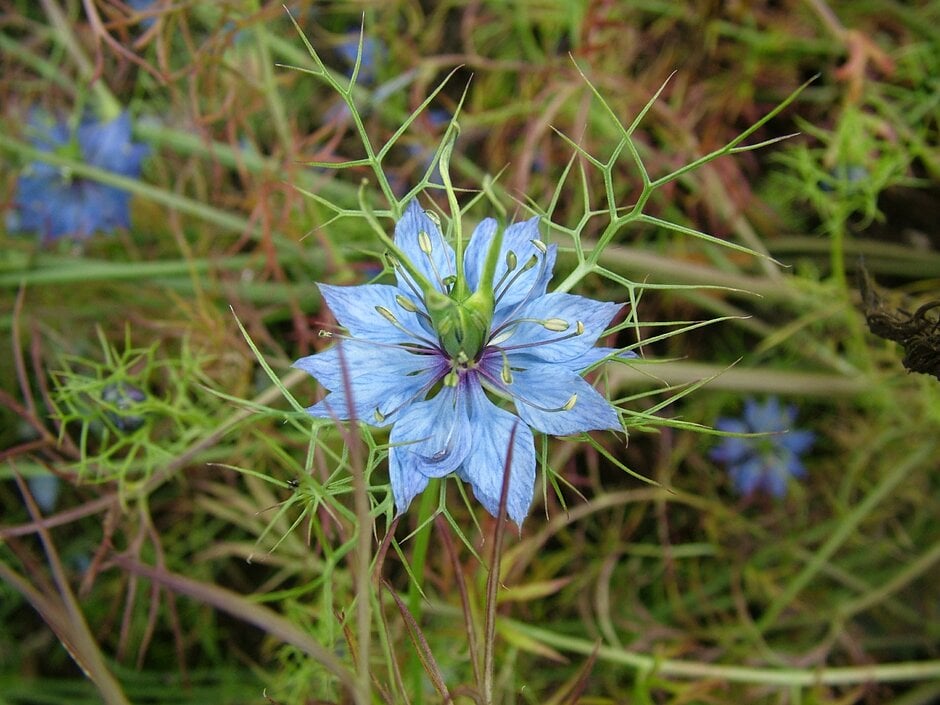 love-in-a-mist 'Oxford Blue'