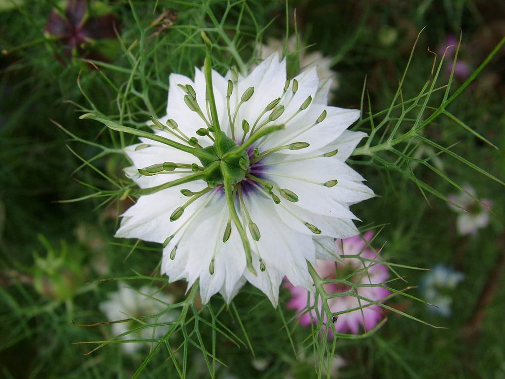love-in-a-mist Persian Jewels Group