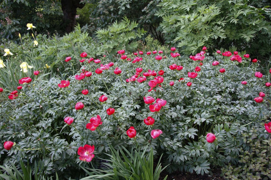 peony 'Otto Froebel'