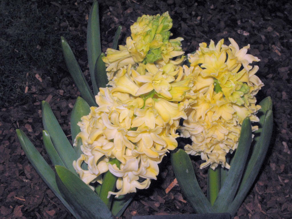 hyacinth 'City of Haarlem'