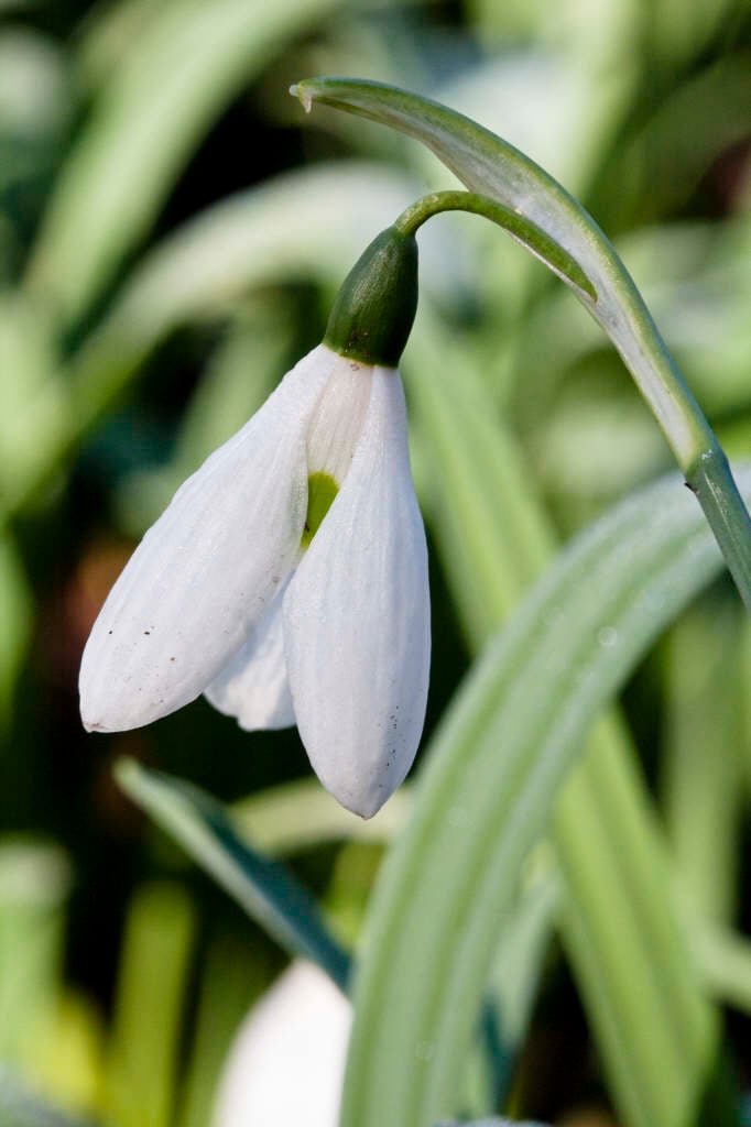 one-spotted Elwes's snowdrop