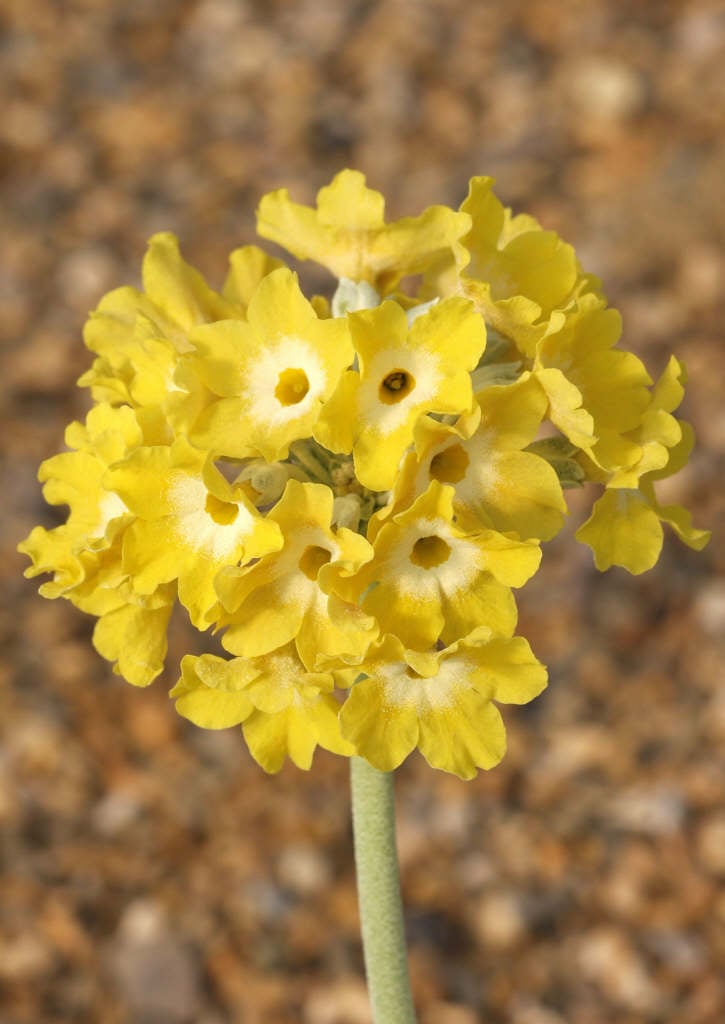 auricula
