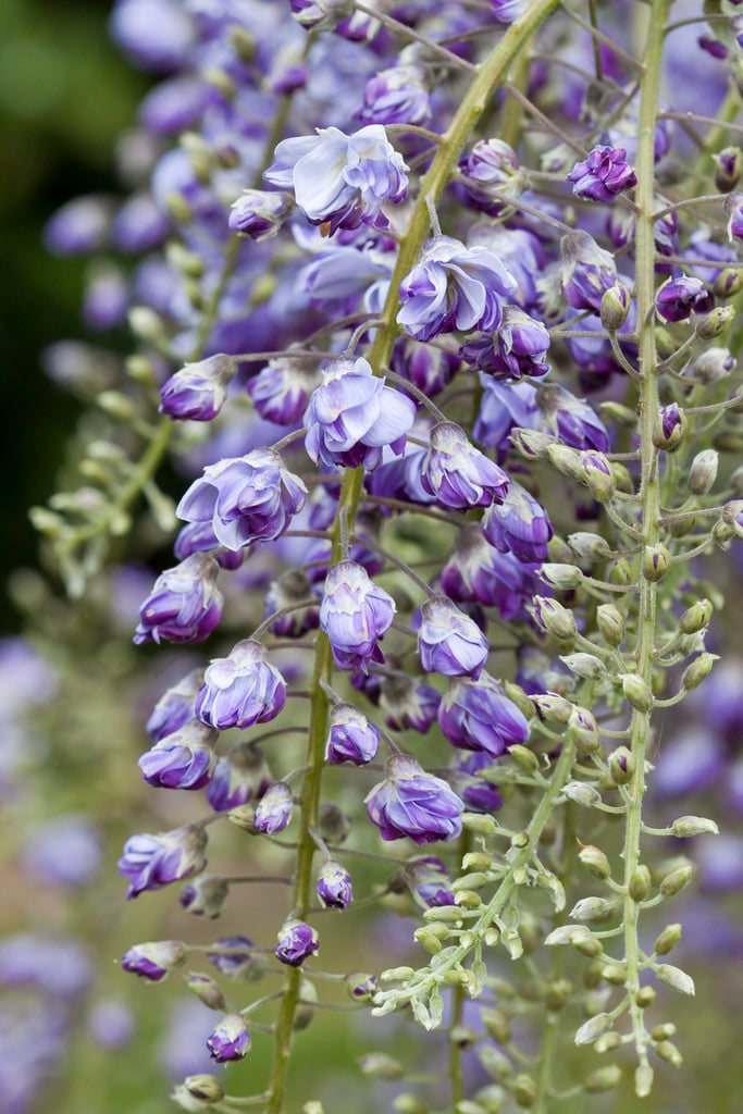 Japanese wisteria 'Yae-kokuryū'