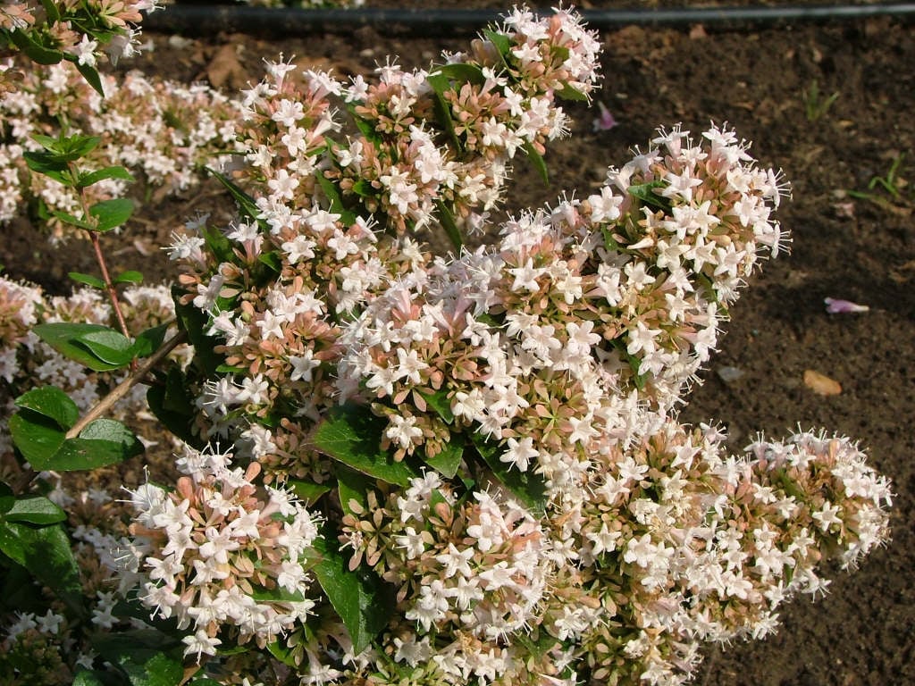 Chinese abelia