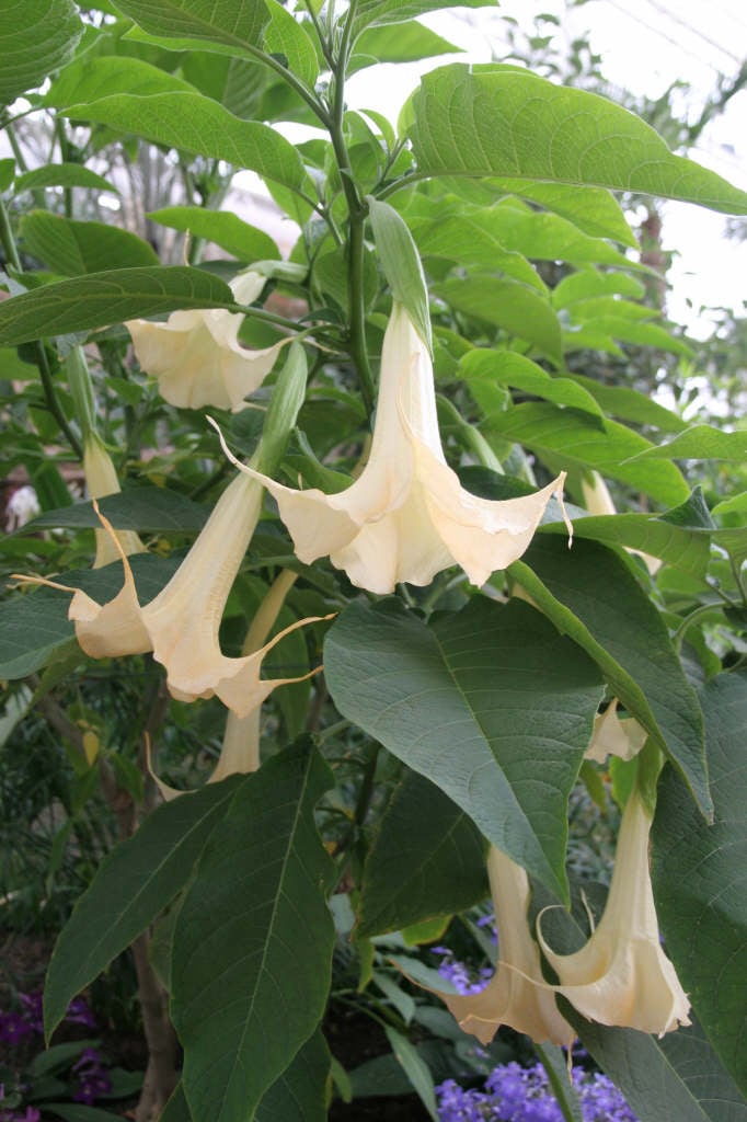 angel's trumpet 'Grand Marnier'