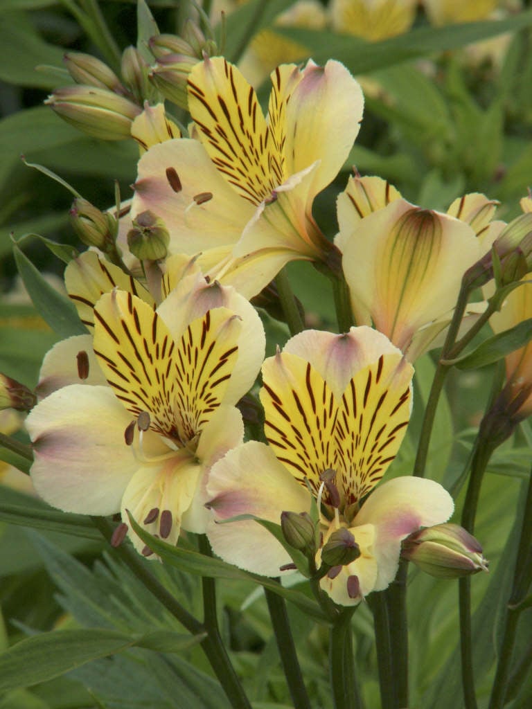 Peruvian lily 'Friendship'