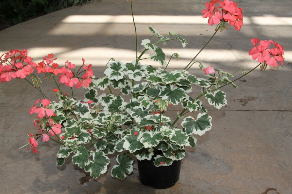 geranium 'Frank Headley'