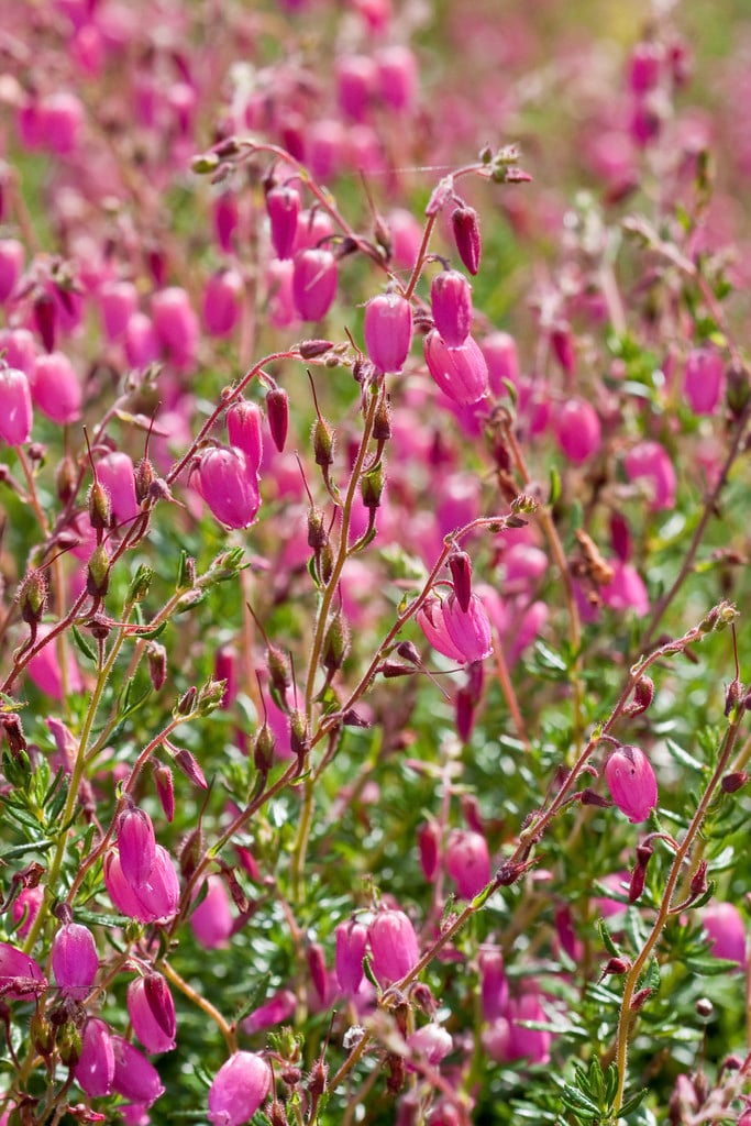Irish heath 'Waley's Red'