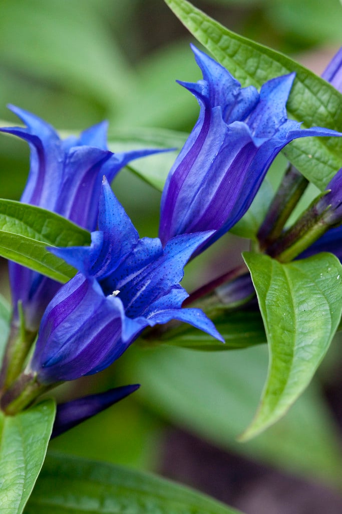 willow gentian