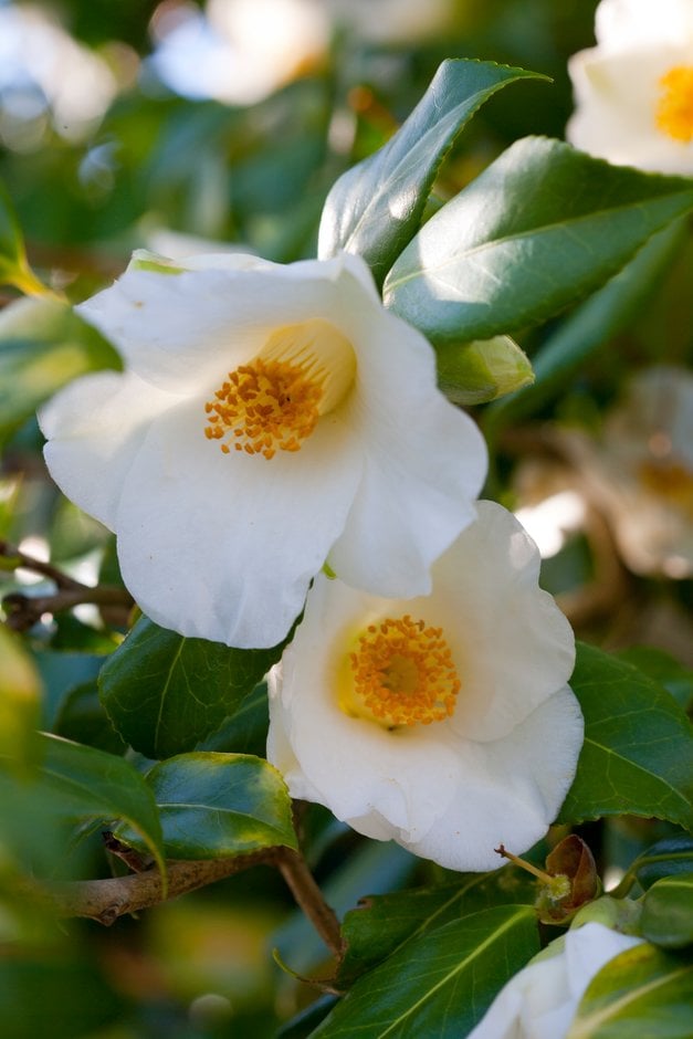 camellia 'Apple Blossom'