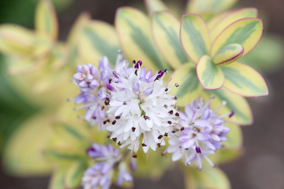 hebe 'Pink Elephant'