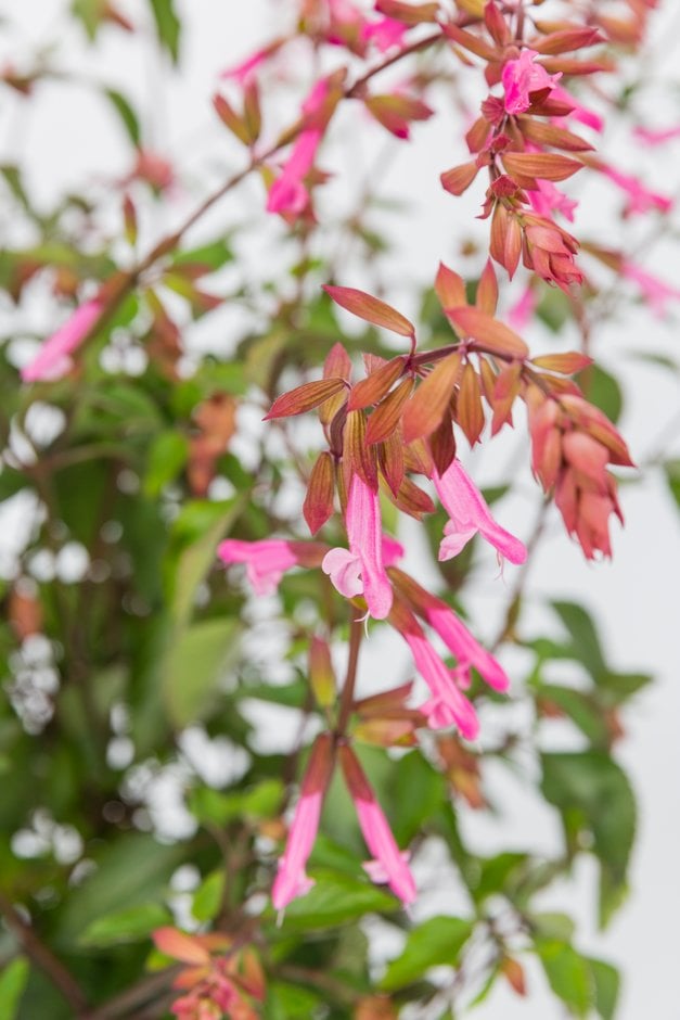 sage 'Kisses and Wishes'