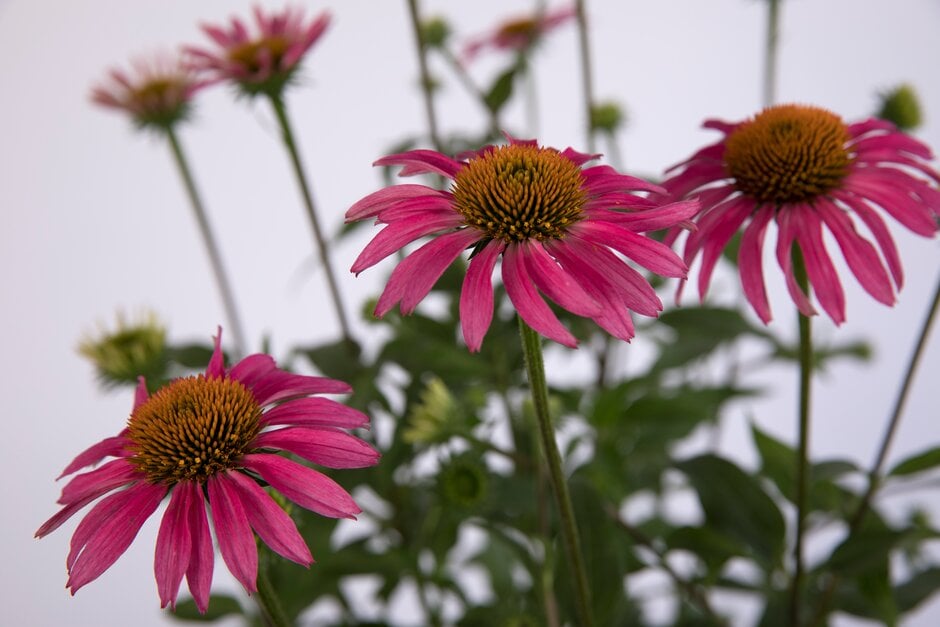 coneflower 'Pink Shimmer'