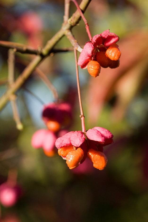 spindle 'Red Cascade'