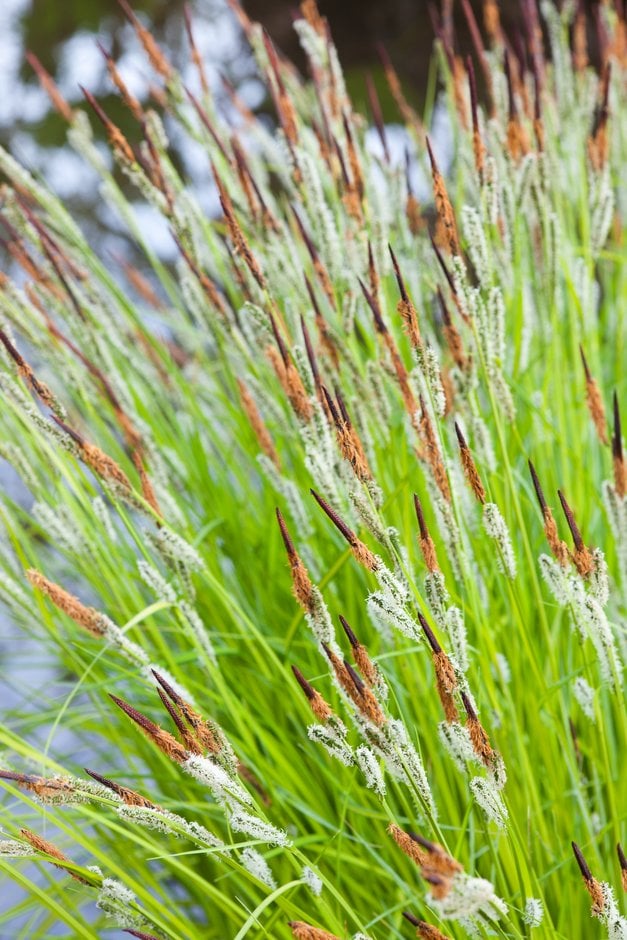 Bowles's golden sedge