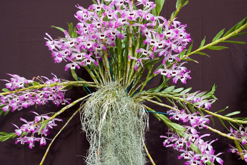 noble dendrobium