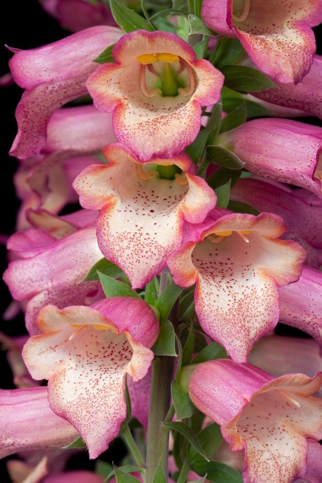 foxglove [Illumination Pink]