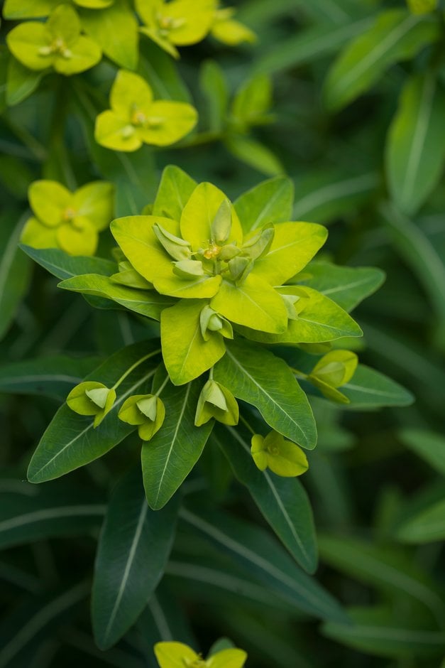 horned spurge