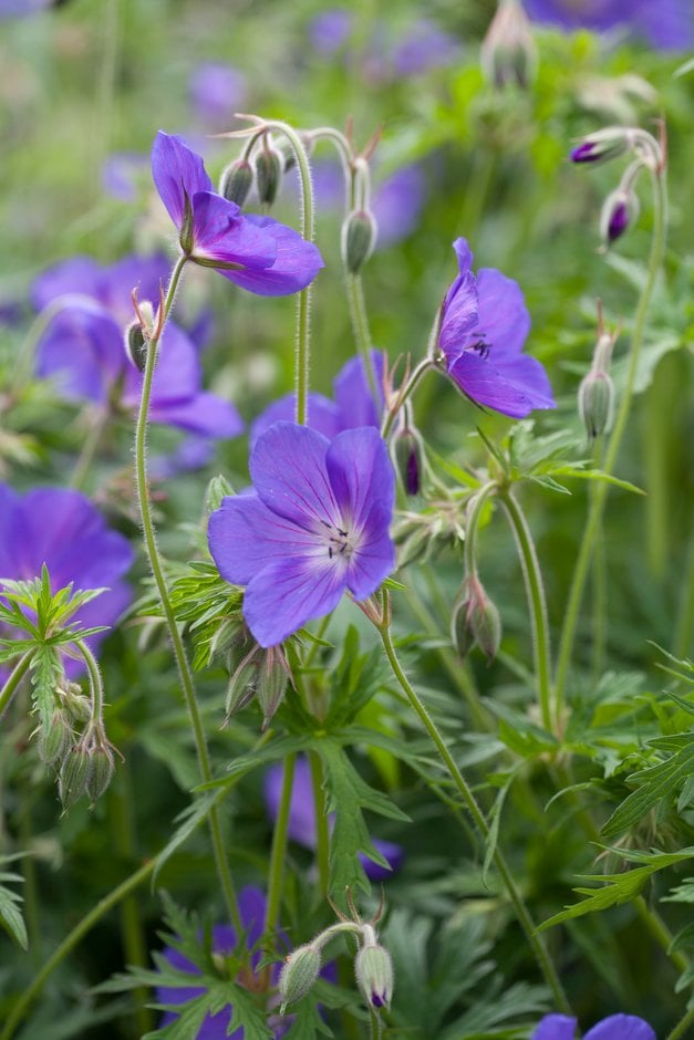 cranesbill 'Orion'