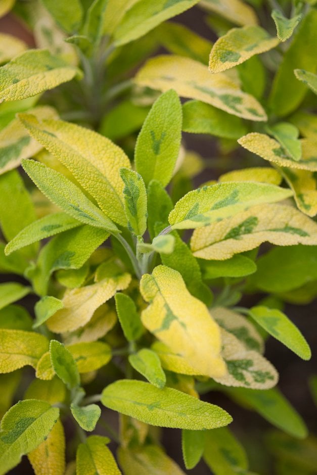 sage 'Icterina'