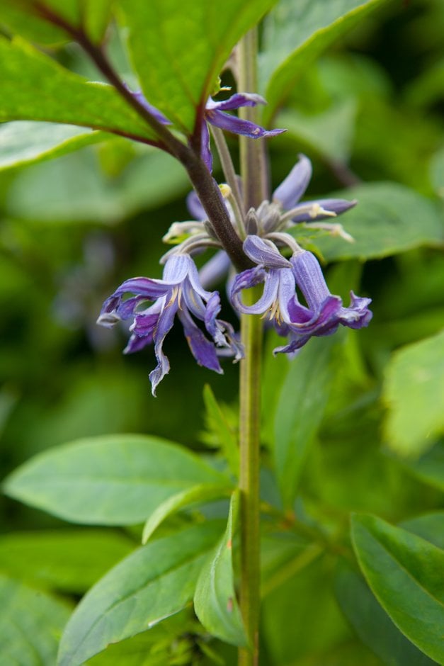 clematis 'Wyevale'