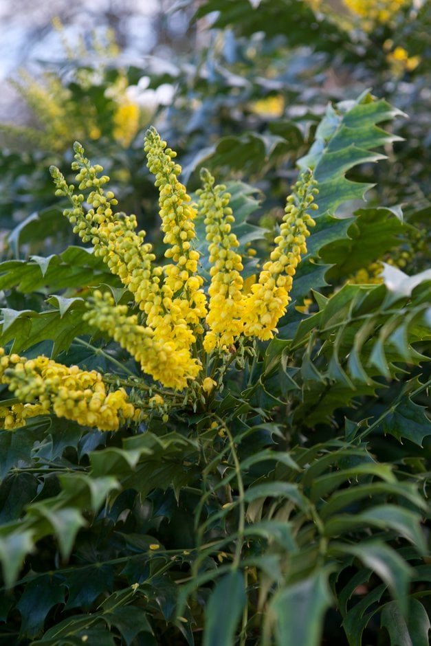 Oregon grape 'Winter Sun'