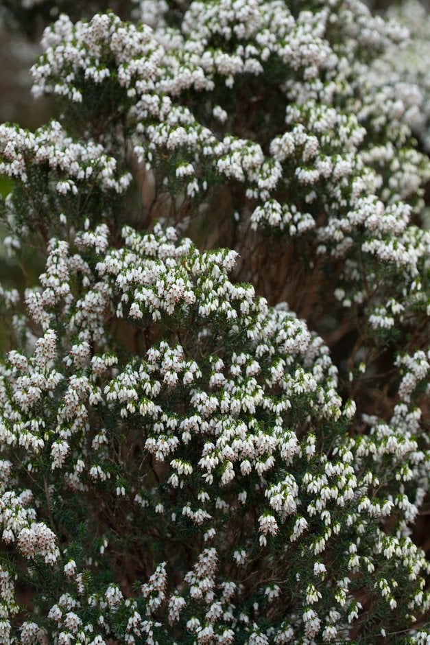 Irish heath 'W.T. Rackliff'