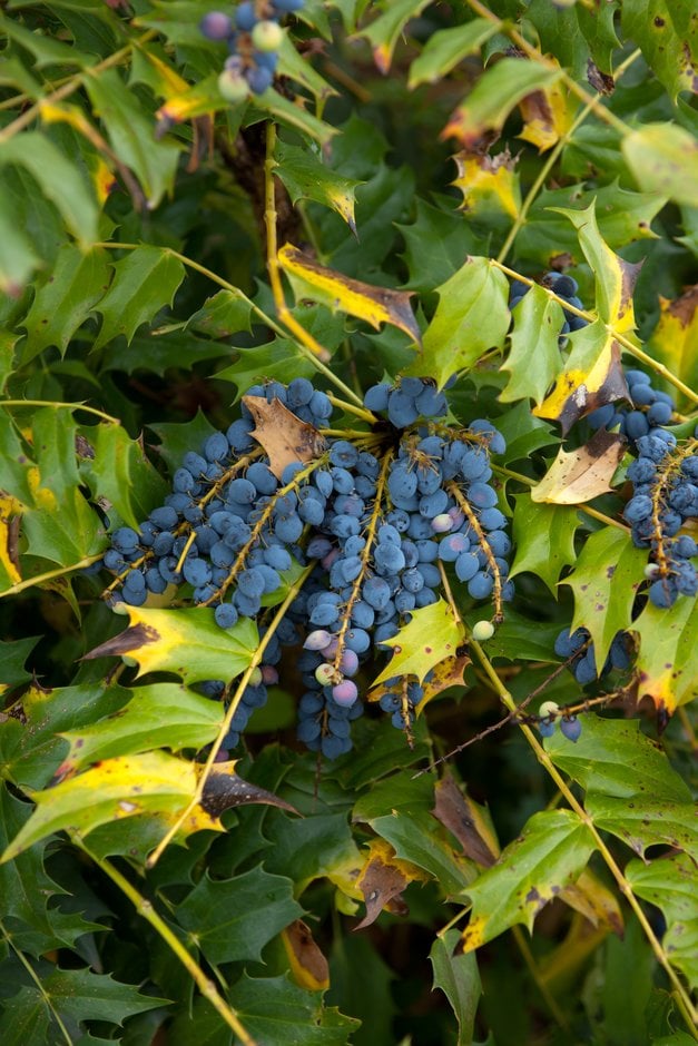 Oregon grape 'Charity'