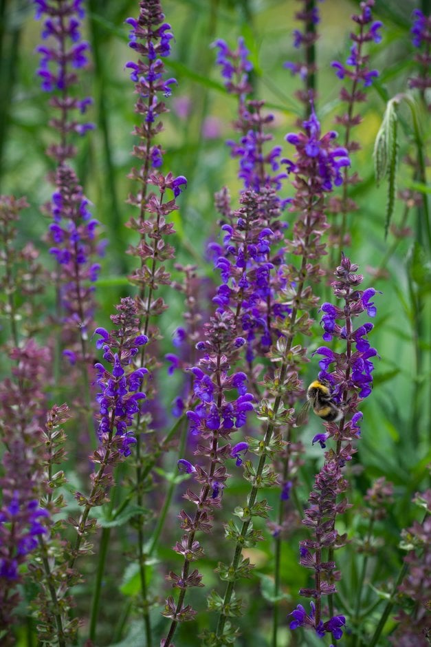 Balkan clary 'Caradonna'